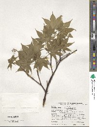 Acer palmatum var. amoenum image