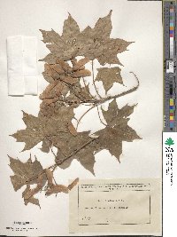 Acer cappadocicum image