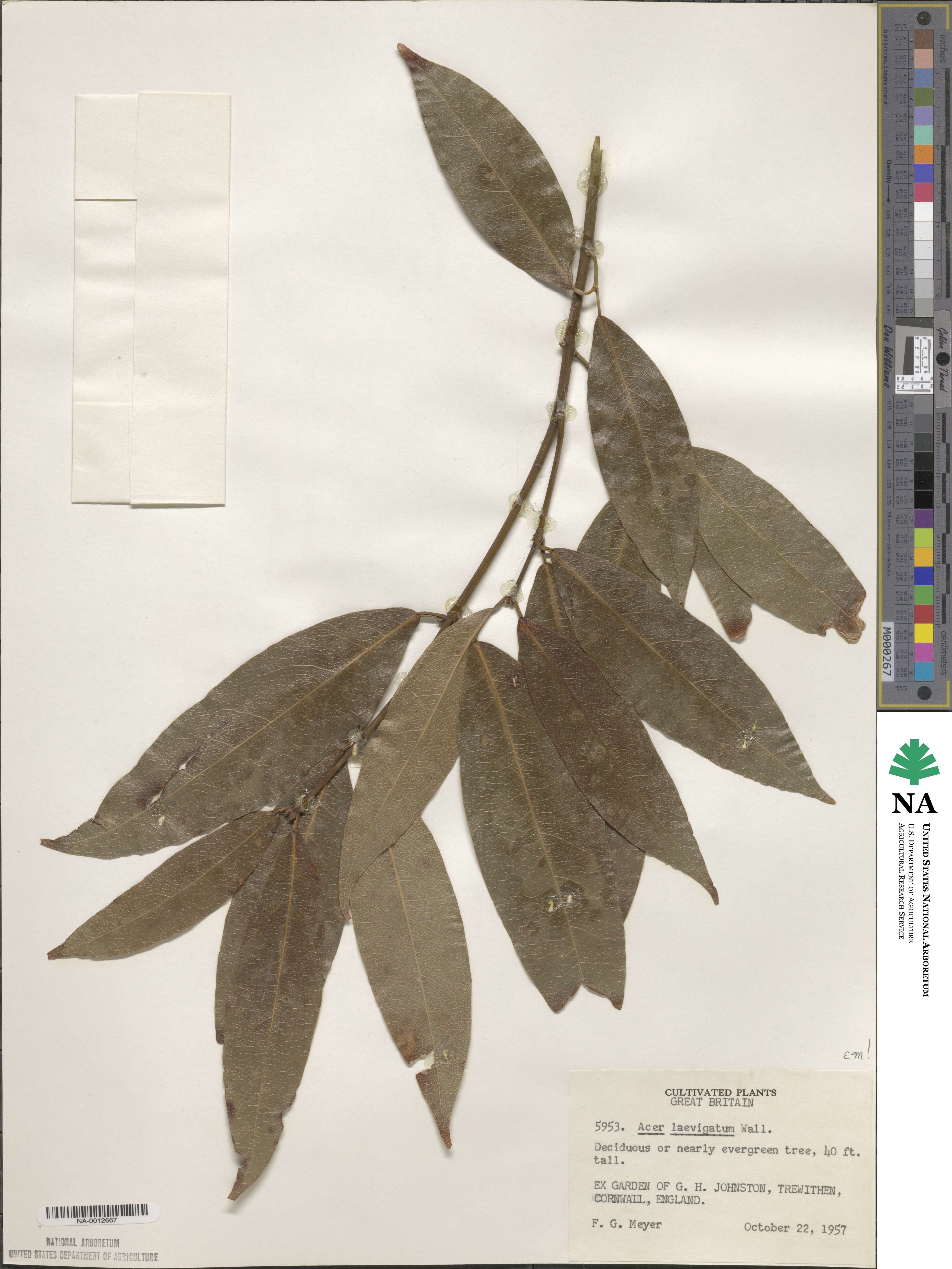 Acer laevigatum image