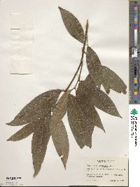 Acer laevigatum image