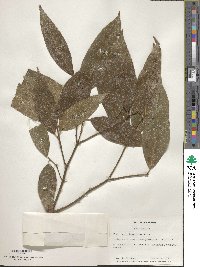 Acer laevigatum image