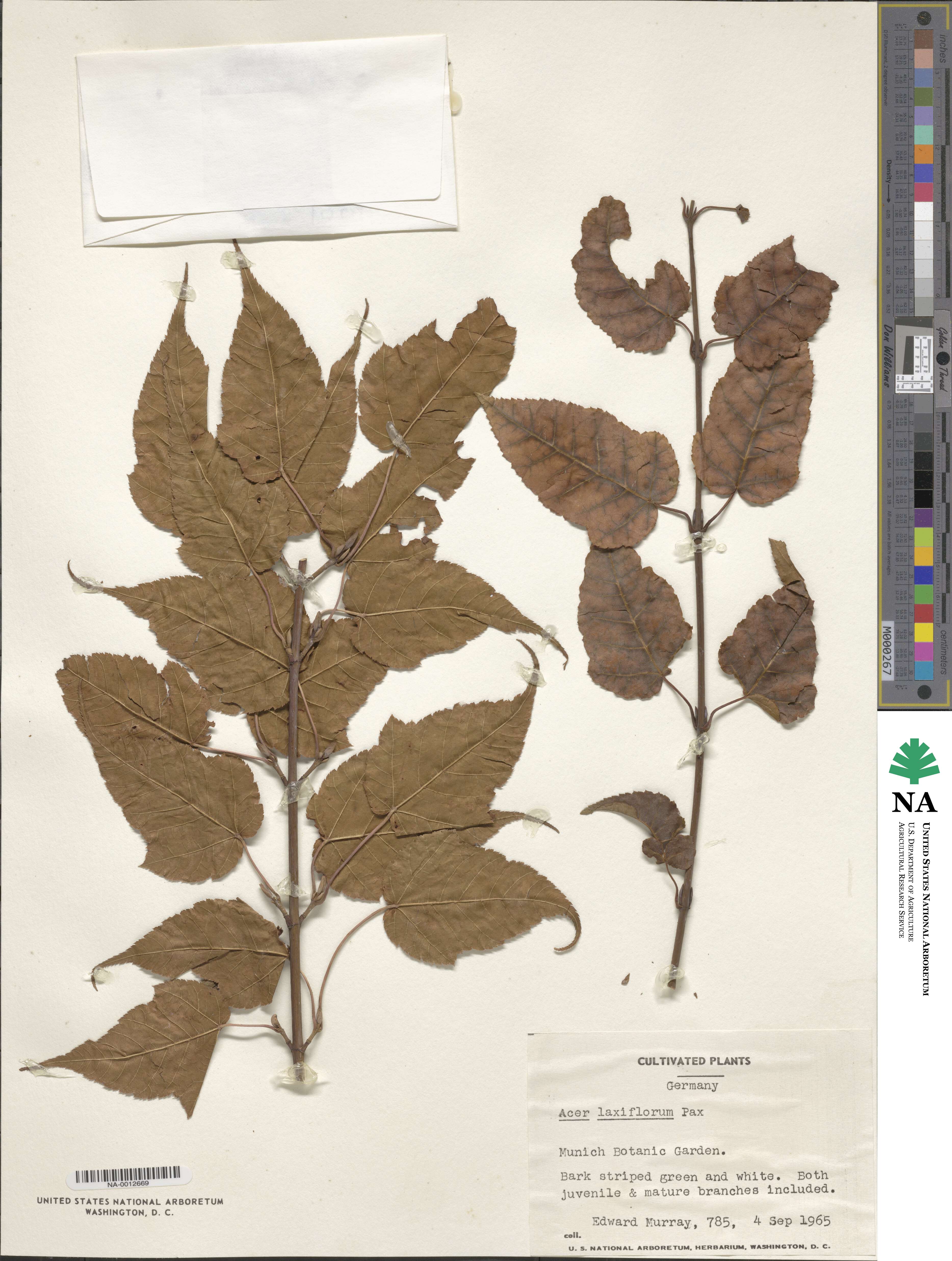 Acer laxiflorum image