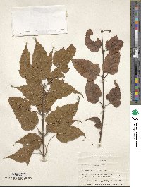 Acer laxiflorum image