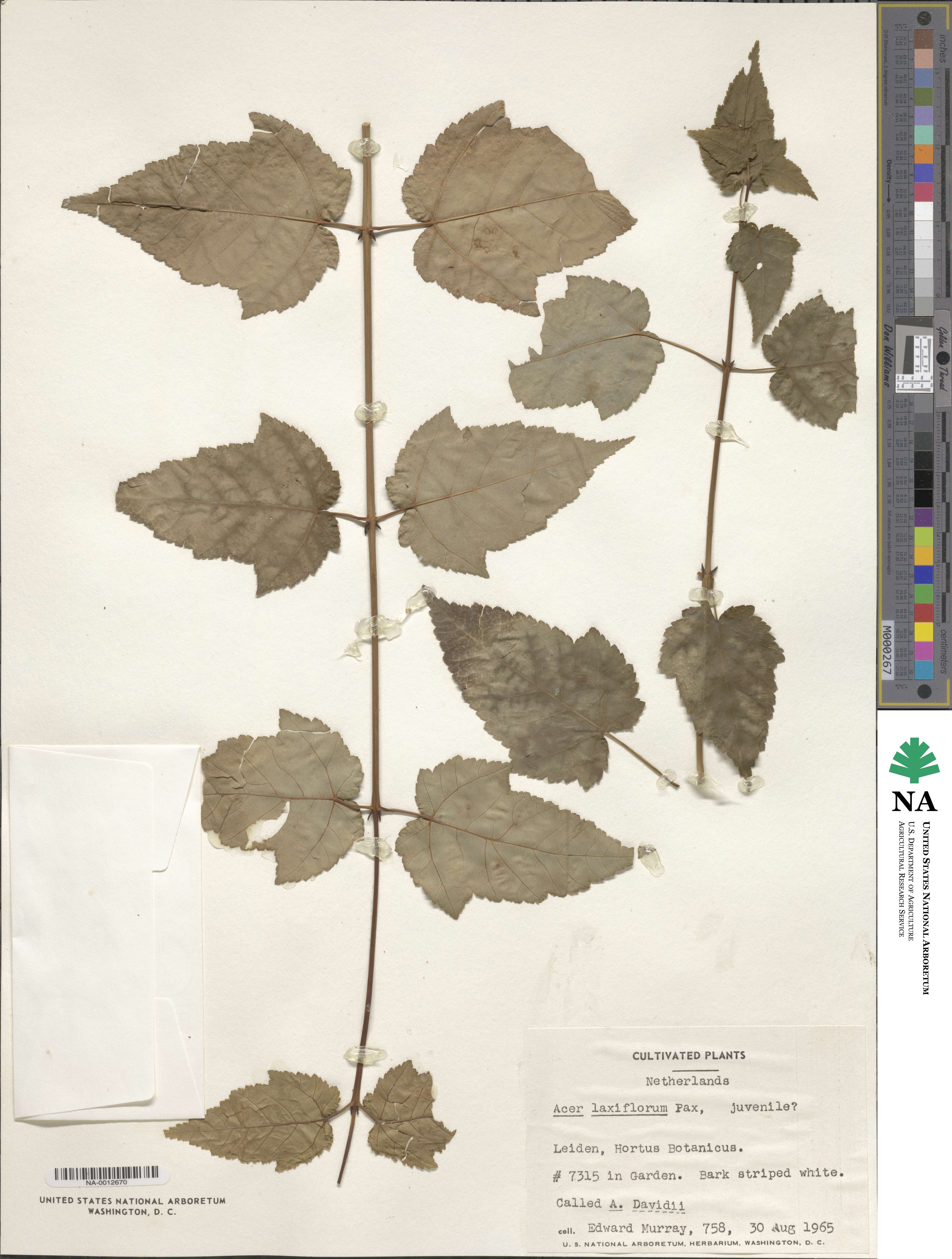 Acer laxiflorum image