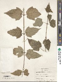 Acer laxiflorum image