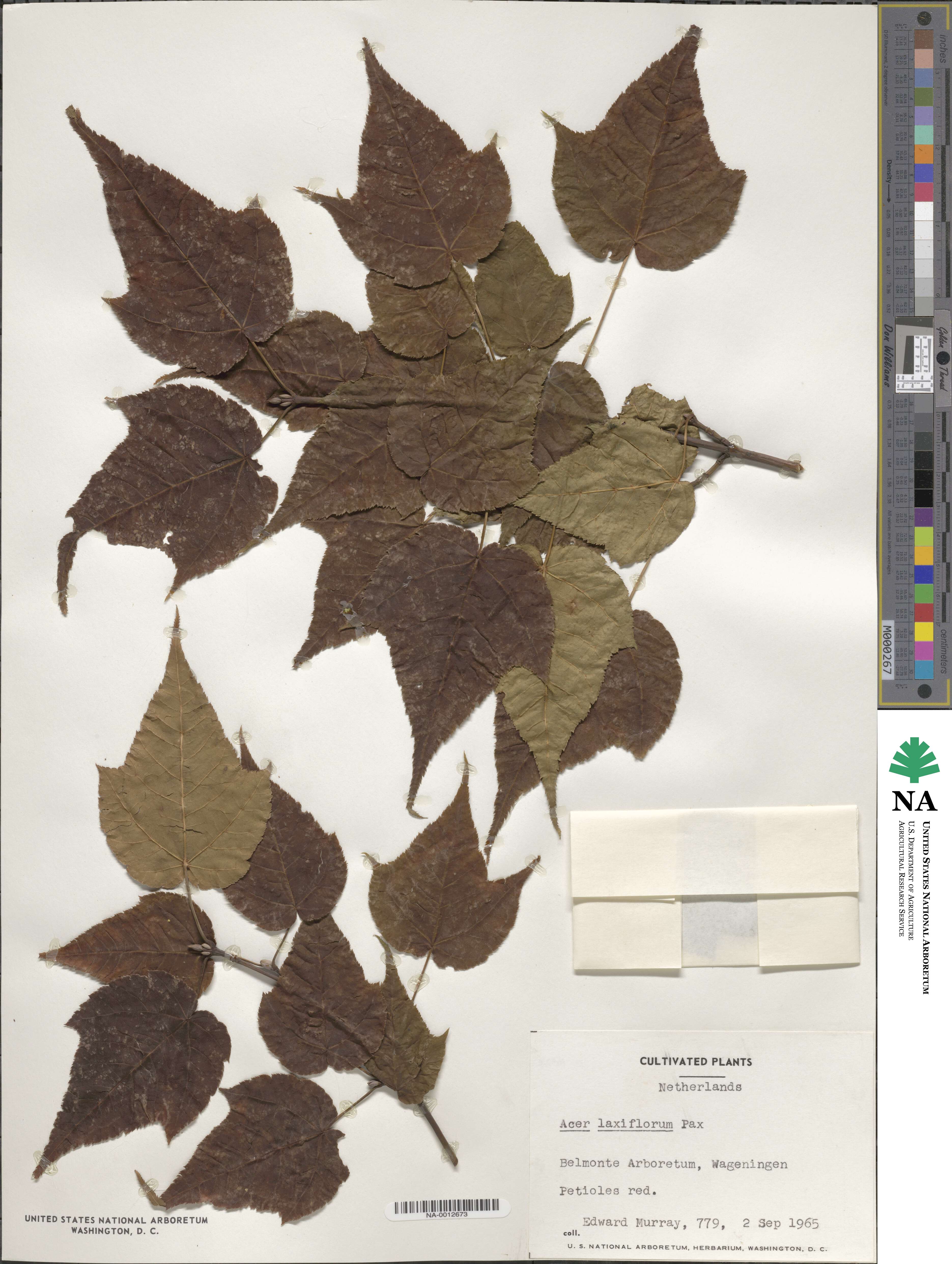 Acer laxiflorum image