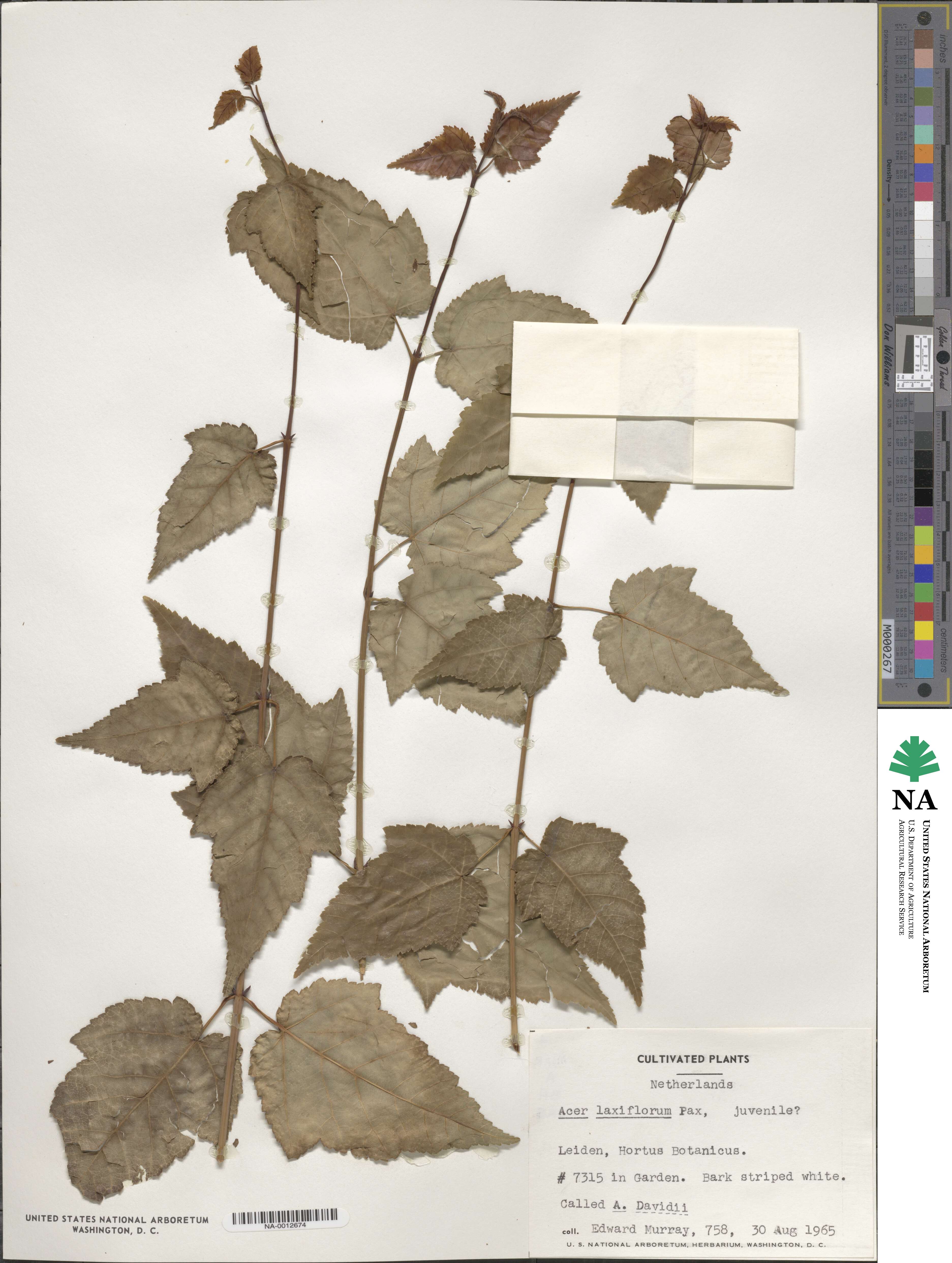 Acer laxiflorum image