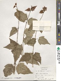 Acer laxiflorum image