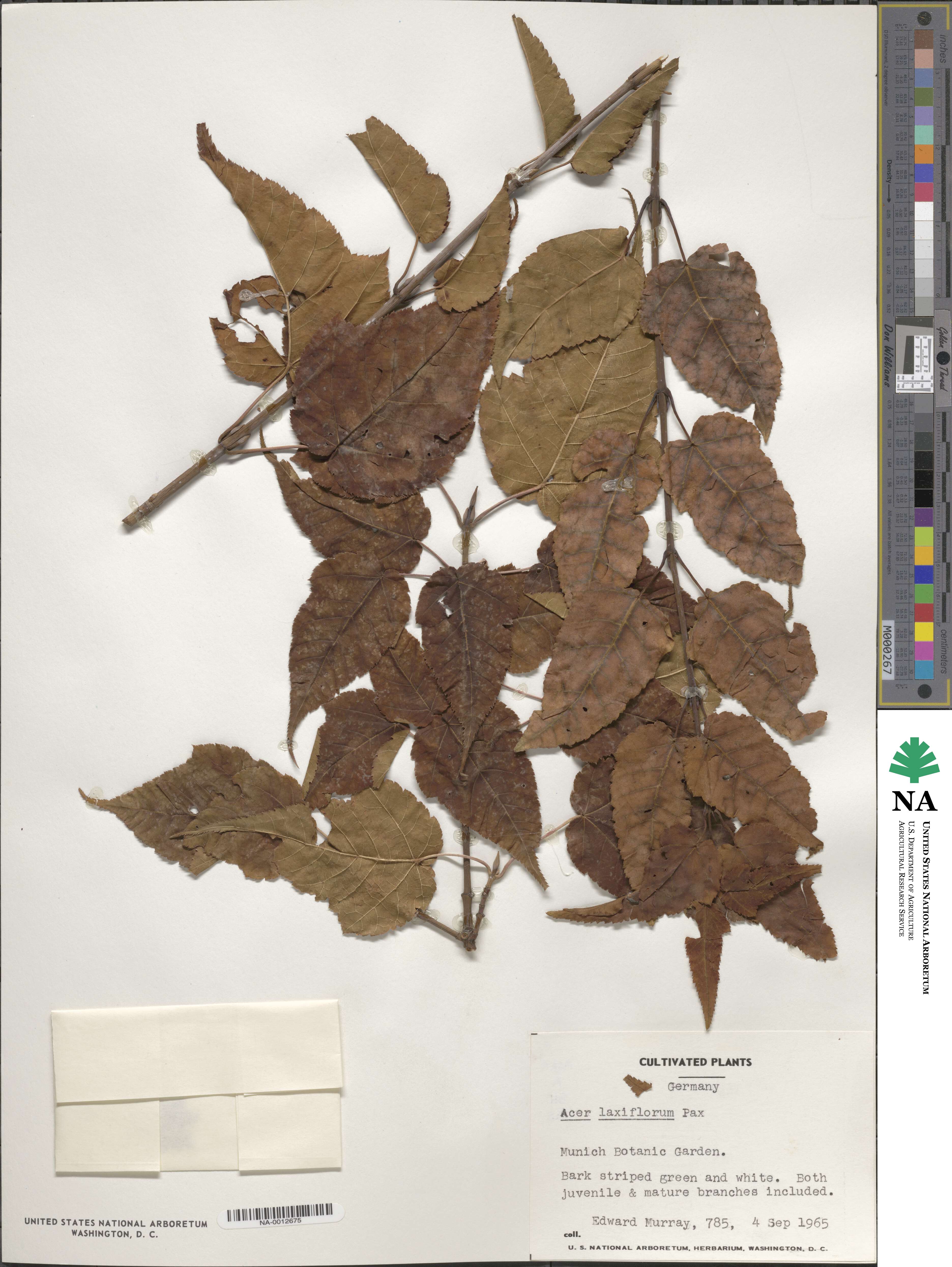 Acer laxiflorum image