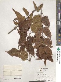 Acer laxiflorum image