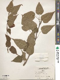 Acer laxiflorum image