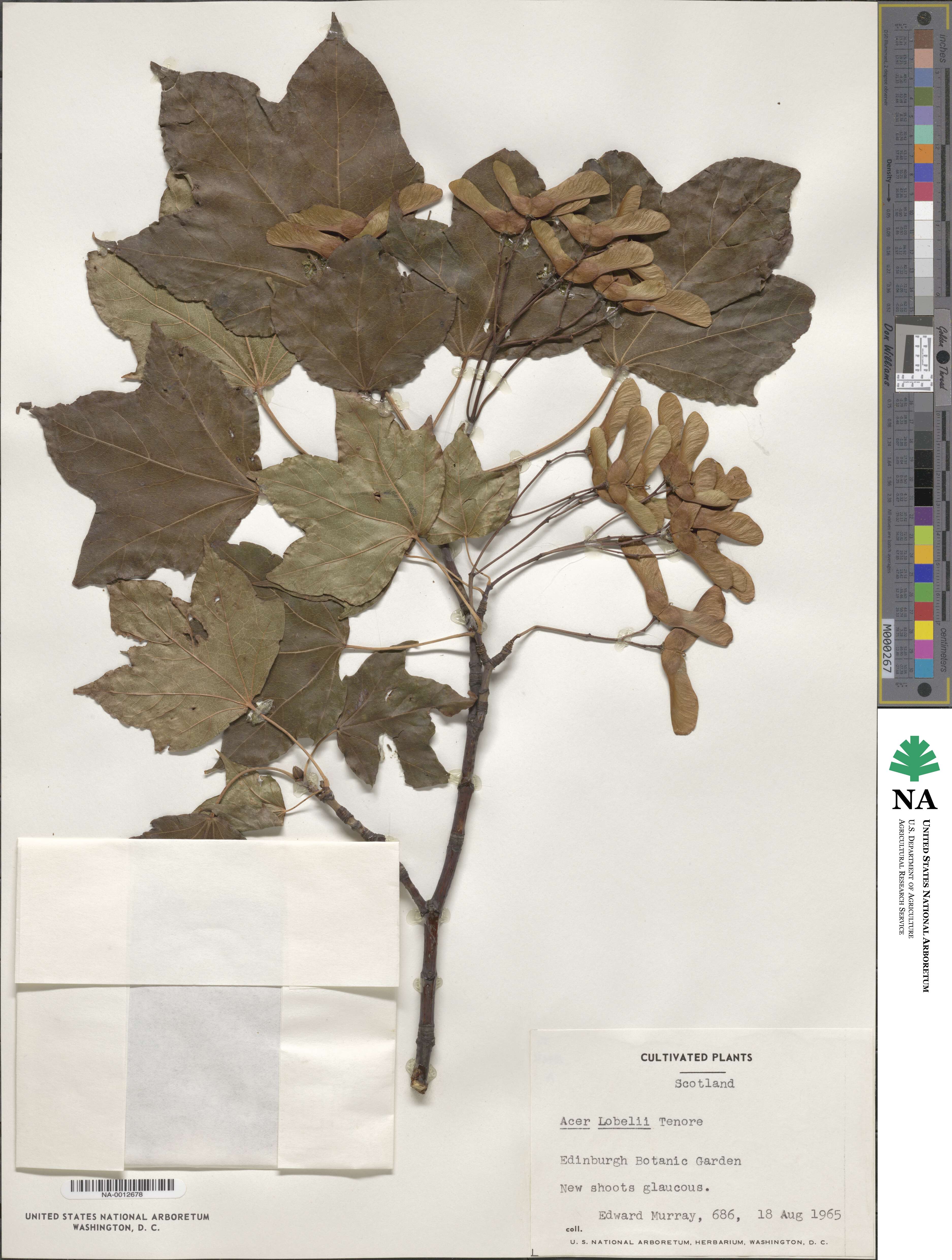 Acer lobelii image