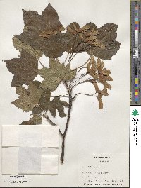 Acer lobelii image