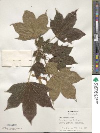 Acer lobelii image