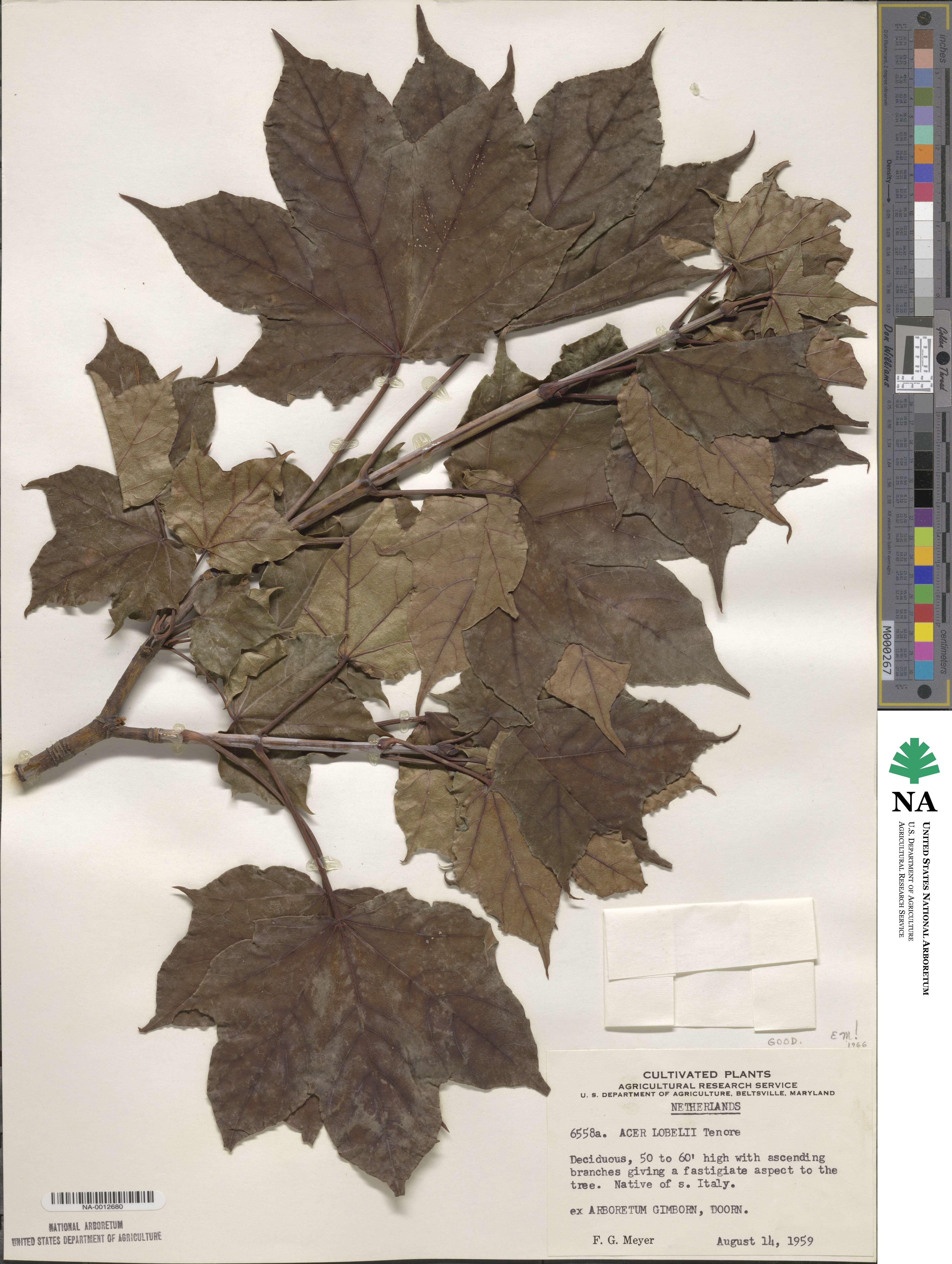 Acer lobelii image