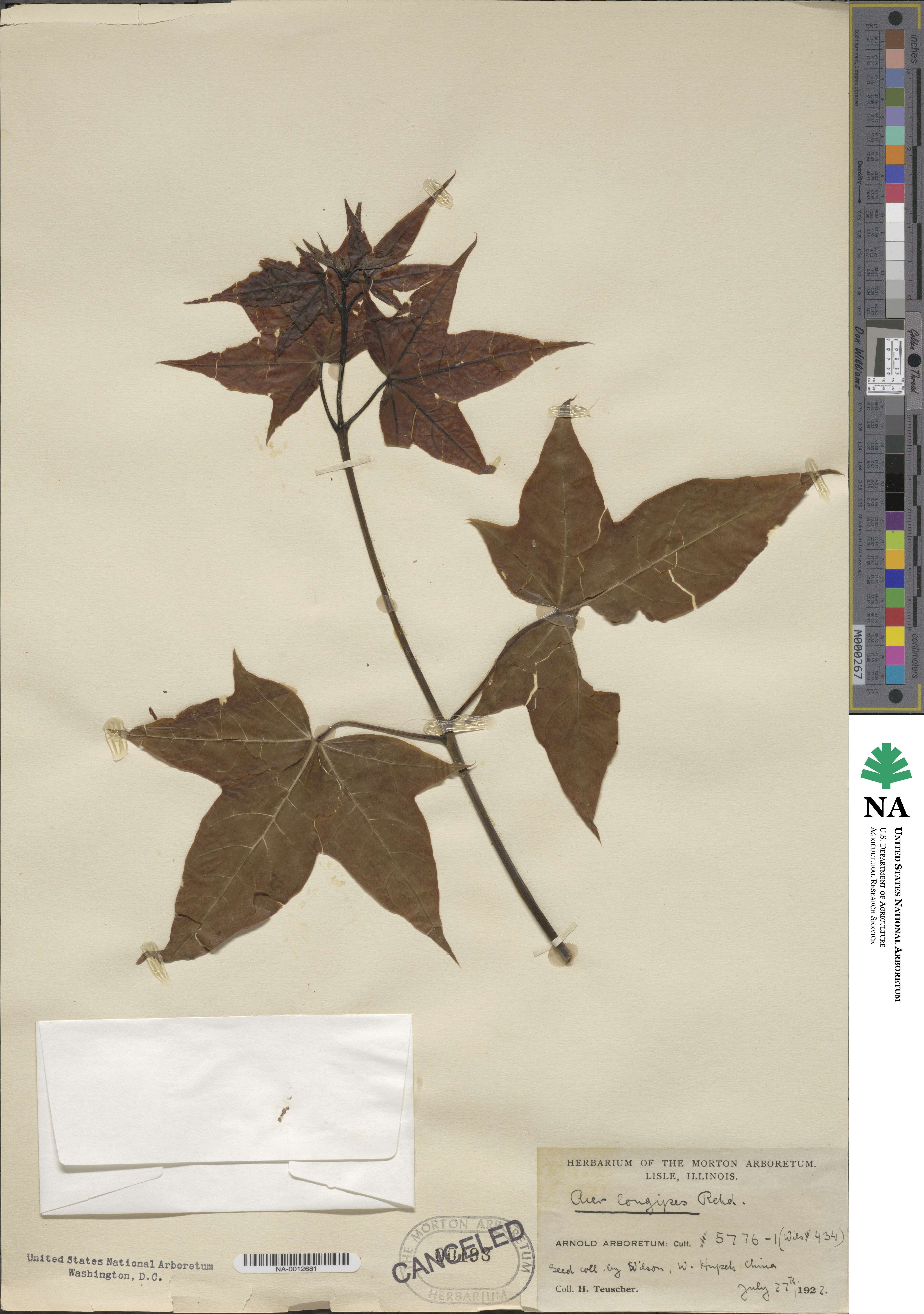 Acer longipes image