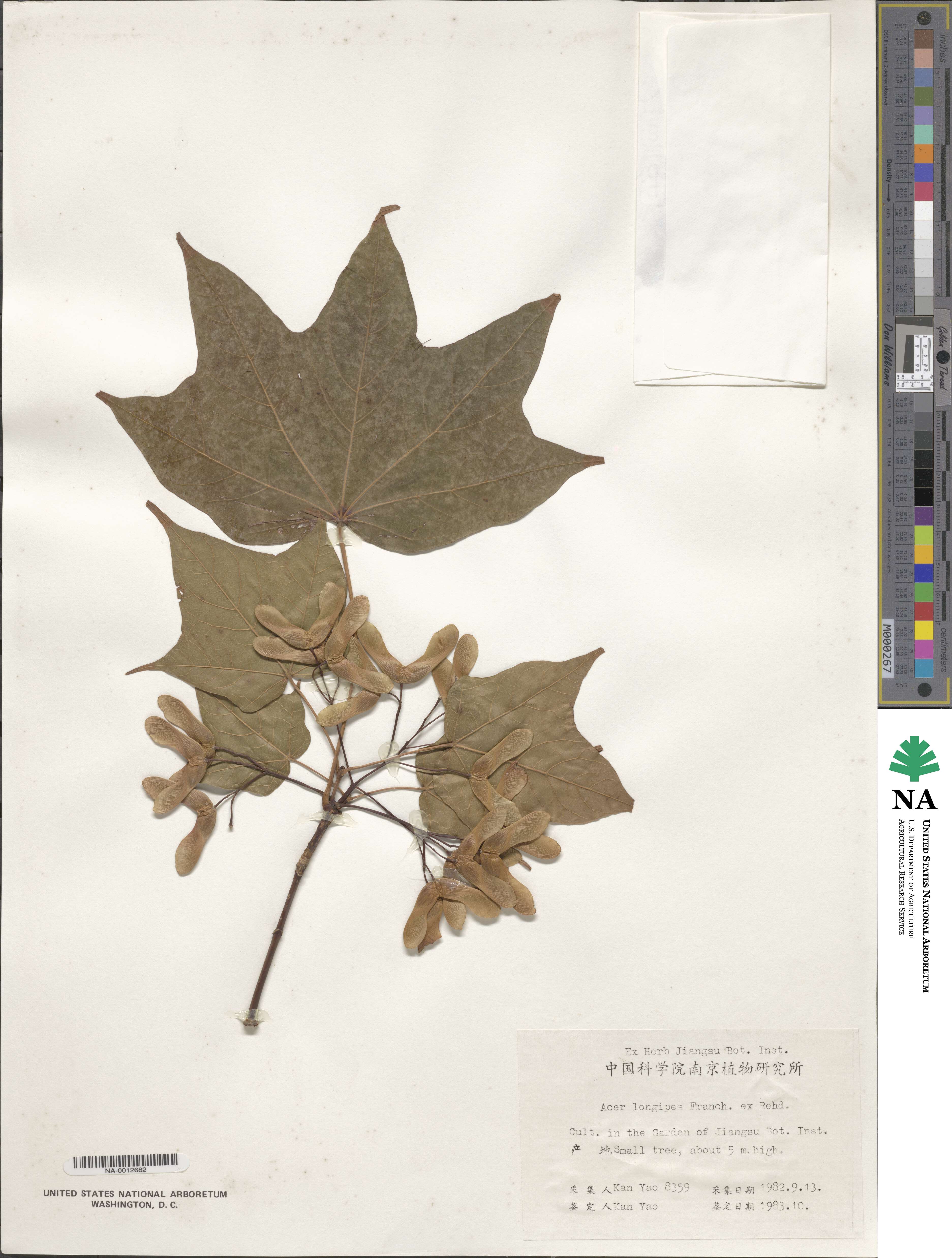 Acer longipes image