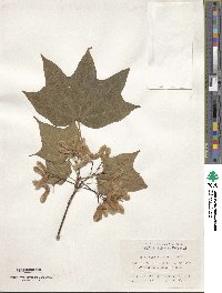 Acer longipes image