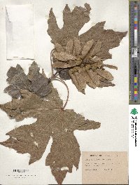 Acer macrophyllum image