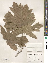 Acer macrophyllum image