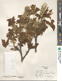 Acer macrophyllum image