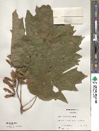 Acer macrophyllum image