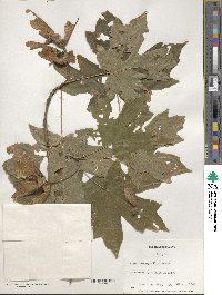 Acer macrophyllum image