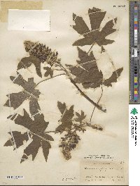 Acer macrophyllum image