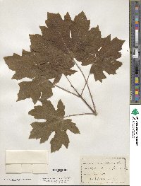 Acer macrophyllum image