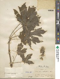 Acer macrophyllum image