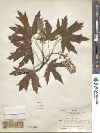 Acer macrophyllum image