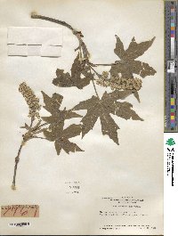 Acer macrophyllum image