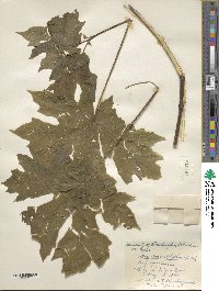 Acer macrophyllum image