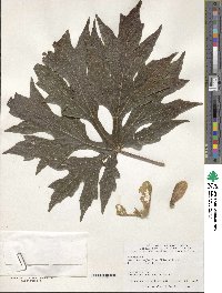 Acer macrophyllum f. kimballiae image