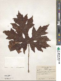 Acer macrophyllum image