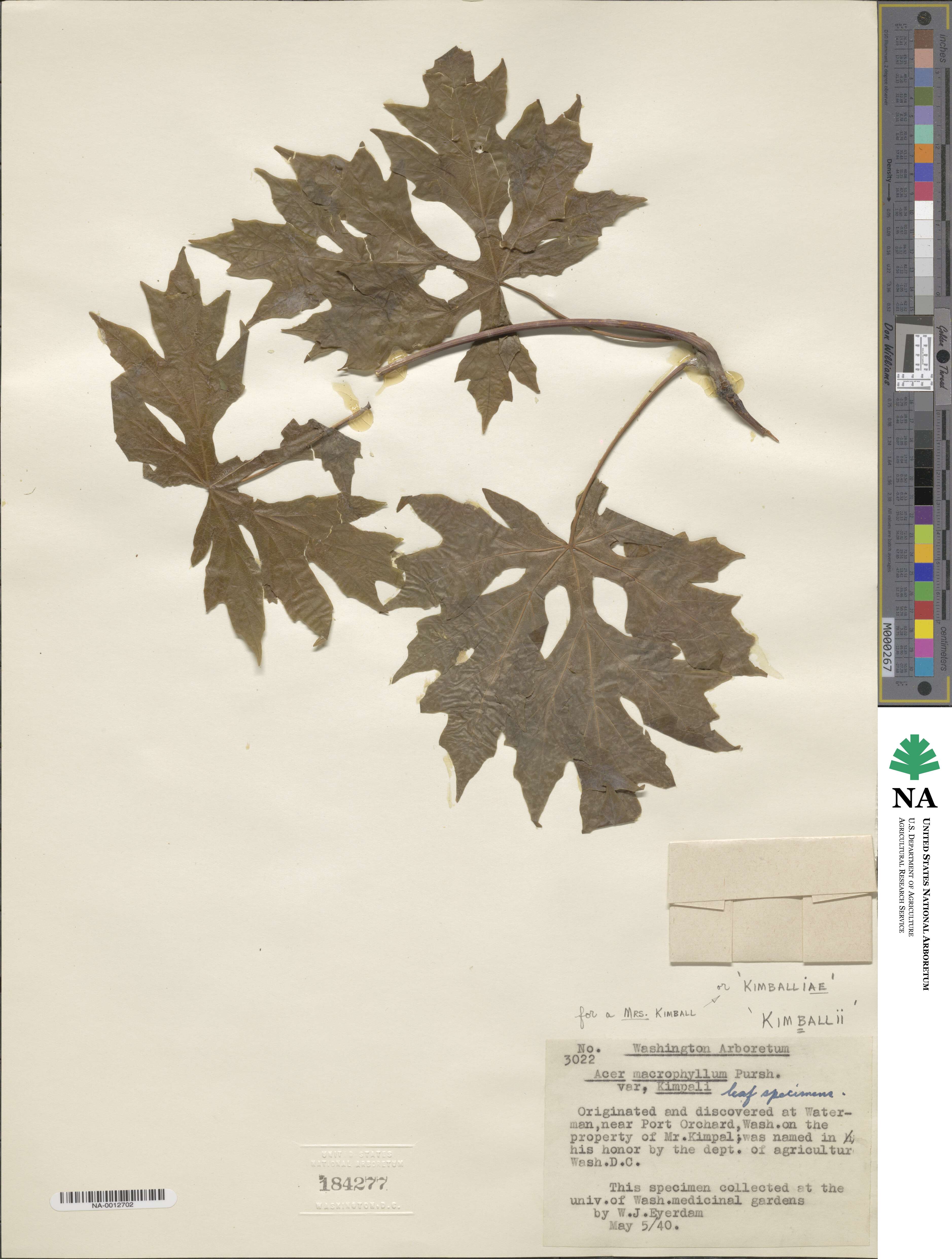 Cucumis zambianus image