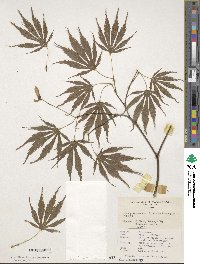 Quercus robur image