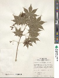 Acer palmatum var. amoenum image