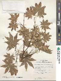 Acer palmatum image