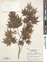 Acer palmatum var. amoenum image