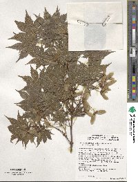 Acer palmatum var. amoenum image