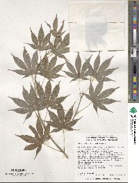 Acer palmatum var. amoenum image