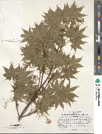 Acer palmatum var. amoenum image