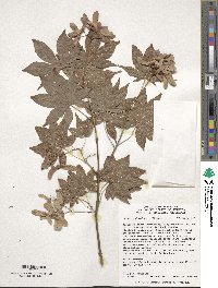 Acer palmatum image