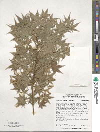 Acer palmatum image