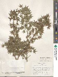 Acer palmatum image