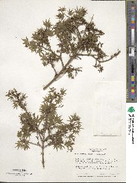 Acer palmatum image