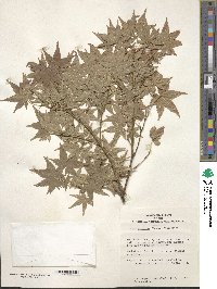 Acer palmatum image