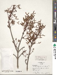 Acer rubrum image