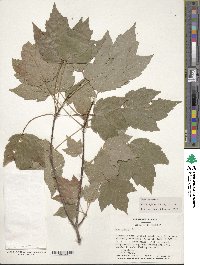 Acer rubrum image